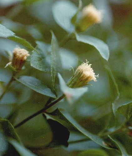 Ageratina shastensis